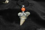 Megalodon Tooth Necklace #594-1